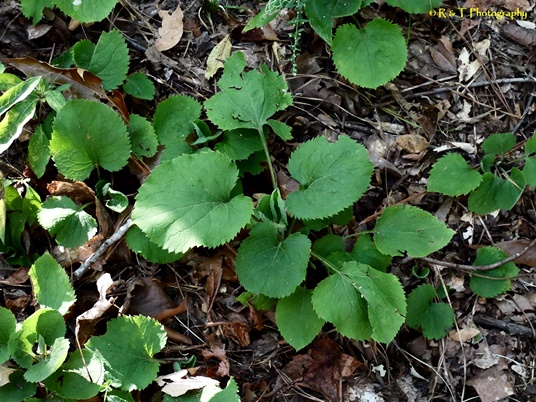 {Solidago sphacelata}